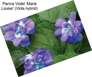 Parma Violet ‘Marie Louise\' (Viola hybrid)