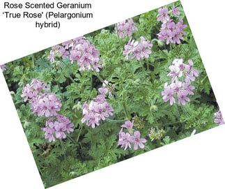 Rose Scented Geranium ‘True Rose\' (Pelargonium hybrid)