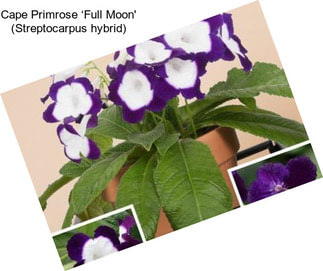 Cape Primrose ‘Full Moon\' (Streptocarpus hybrid)