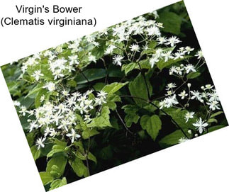 Virgin\'s Bower (Clematis virginiana)