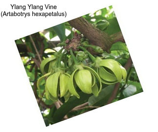 Ylang Ylang Vine (Artabotrys hexapetalus)