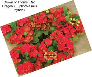 Crown of Thorns ‘Red Bouquet’ (Euphorbia milii hybrid)