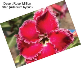 Desert Rose ‘Million Star\' (Adenium hybrid)