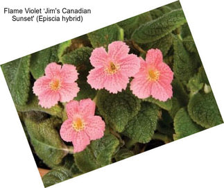Flame Violet ‘Jim\'s Canadian Sunset\' (Episcia hybrid)
