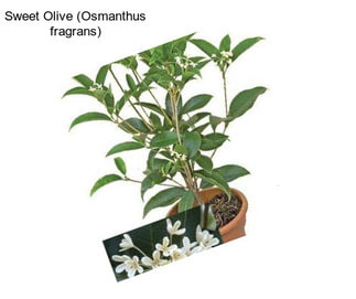 Sweet Olive (Osmanthus fragrans)