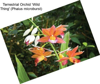 Terrestrial Orchid ‘Wild Thing\' (Phaius microburst)