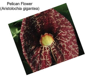 Pelican Flower (Aristolochia gigantea)