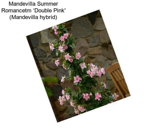 Mandevilla Summer Romancetm ‘Double Pink\' (Mandevilla hybrid)