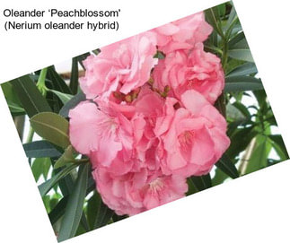 Oleander ‘Peachblossom\' (Nerium oleander hybrid)