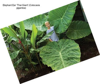 Elephant Ear ‘Thai Giant\' (Colocasia gigantea)