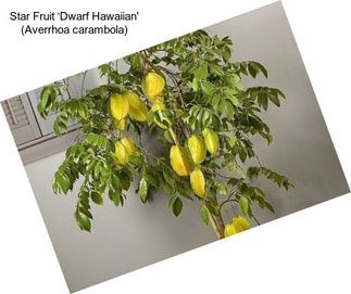 Star Fruit ‘Dwarf Hawaiian\' (Averrhoa carambola)