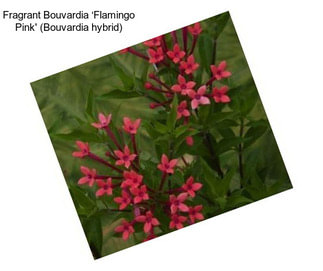 Fragrant Bouvardia ‘Flamingo Pink\' (Bouvardia hybrid)