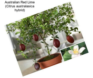 Australian Red Lime (Citrus australasica hybrid)