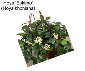 Hoya ‘Eskimo\' (Hoya khoniana)