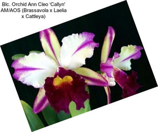 Blc. Orchid Ann Cleo ‘Callyn\' AM/AOS (Brassavola x Laelia x Cattleya)