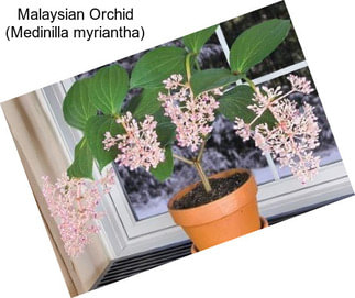 Malaysian Orchid (Medinilla myriantha)