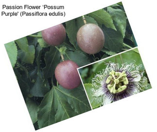 Passion Flower ‘Possum Purple\' (Passiflora edulis)