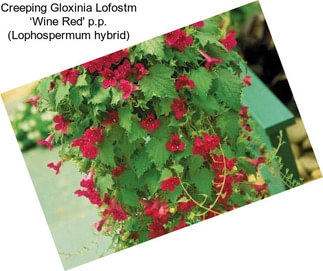 Creeping Gloxinia Lofostm ‘Wine Red\' p.p. (Lophospermum hybrid)