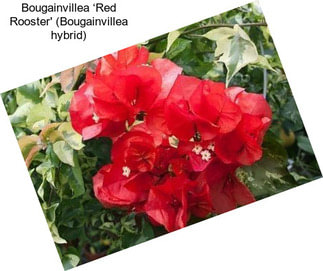 Bougainvillea ‘Red Rooster\' (Bougainvillea hybrid)