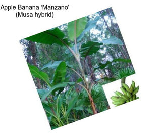 Apple Banana ‘Manzano\' (Musa hybrid)