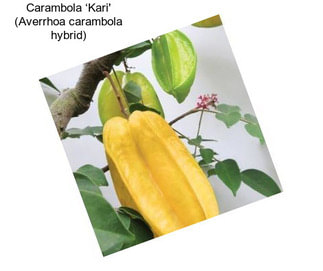 Carambola ‘Kari\' (Averrhoa carambola hybrid)