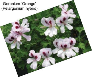 Geranium ‘Orange\' (Pelargonium hybrid)