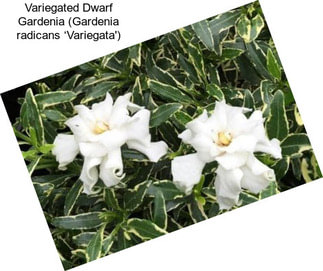 Variegated Dwarf Gardenia (Gardenia radicans ‘Variegata\')