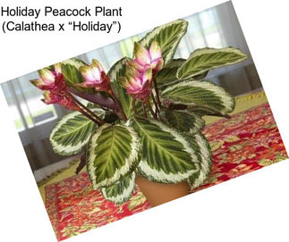 Holiday Peacock Plant (Calathea x “Holiday”)