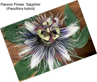 Passion Flower ‘Sapphire\' (Passiflora hybrid)