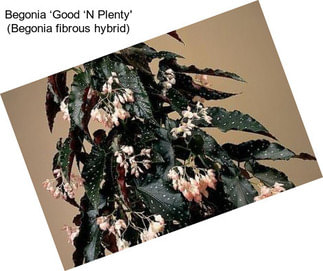 Begonia ‘Good ‘N Plenty\' (Begonia fibrous hybrid)