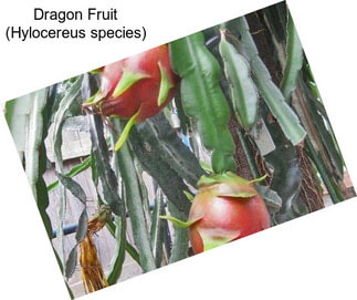 Dragon Fruit (Hylocereus species)