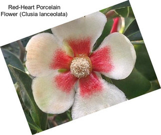 Red-Heart Porcelain Flower (Clusia lanceolata)