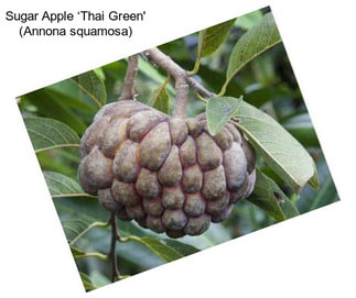 Sugar Apple ‘Thai Green\' (Annona squamosa)