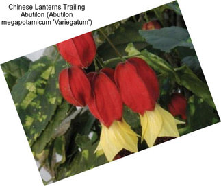 Chinese Lanterns Trailing Abutilon (Abutilon megapotamicum \'Variegatum\')