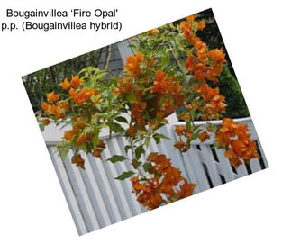 Bougainvillea ‘Fire Opal\' p.p. (Bougainvillea hybrid)