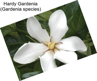 Hardy Gardenia (Gardenia species)