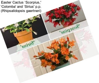 Easter Cactus ‘Scorpius,\' ‘Colomba\' and ‘Sirius\' p.p. (Rhipsalidopsis gaertneri)