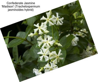 Confederate Jasmine ‘Madison\' (Trachelospermum jasminoides hybrid)