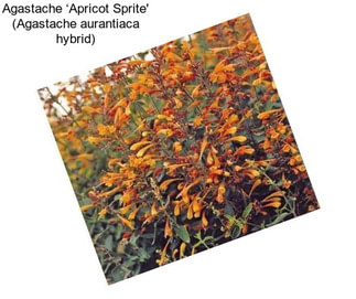 Agastache ‘Apricot Sprite\' (Agastache aurantiaca hybrid)