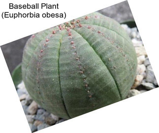 Baseball Plant (Euphorbia obesa)