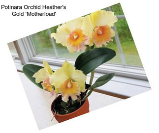 Potinara Orchid Heather\'s Gold ‘Motherload\'