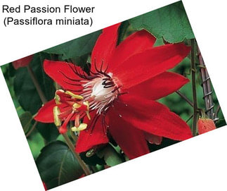 Red Passion Flower (Passiflora miniata)