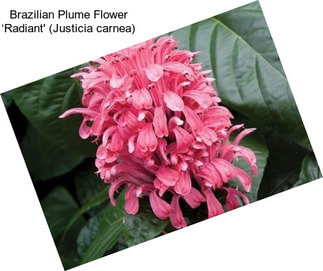 Brazilian Plume Flower ‘Radiant\' (Justicia carnea)