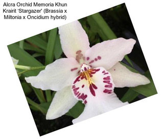 Alcra Orchid Memoria Khun Krairit ‘Stargazer\' (Brassia x Miltonia x Oncidium hybrid)