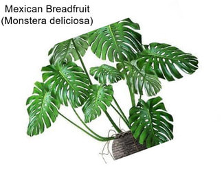 Mexican Breadfruit (Monstera deliciosa)