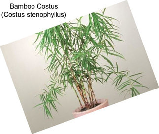 Bamboo Costus (Costus stenophyllus)