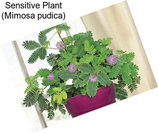 Sensitive Plant (Mimosa pudica)