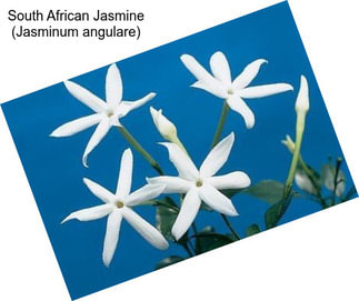 South African Jasmine (Jasminum angulare)