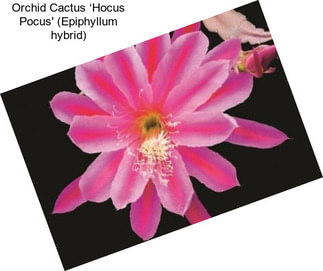 Orchid Cactus ‘Hocus Pocus\' (Epiphyllum hybrid)