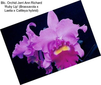 Blc. Orchid Jerri Ann Richard ‘Ruby Lip\' (Brassavola x Laelia x Cattleya hybrid)